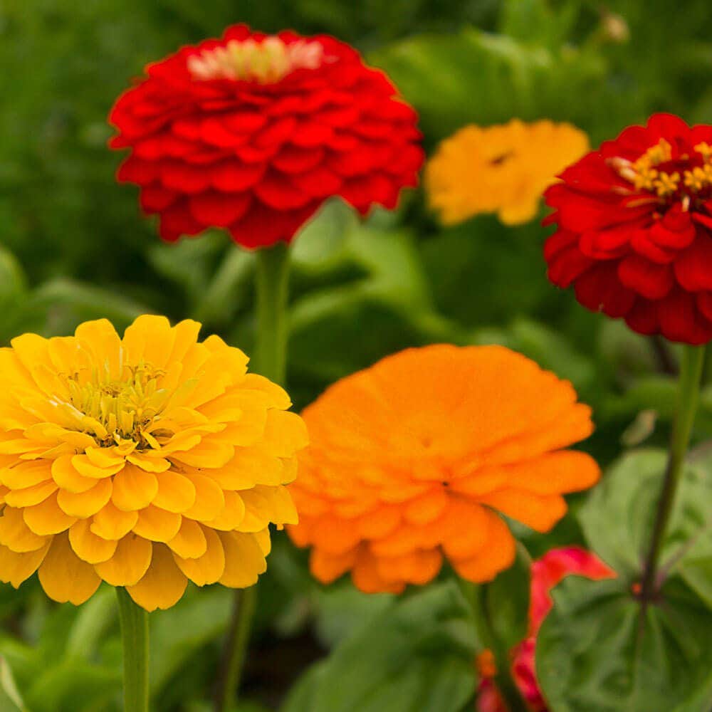 Park's Fiesta Mix Zinnia Seeds