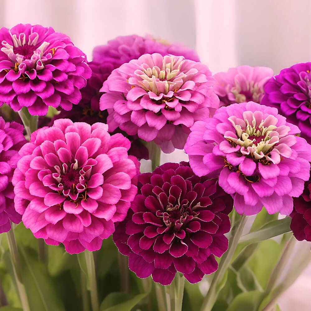 Park's Siesta Mix Zinnia Seeds