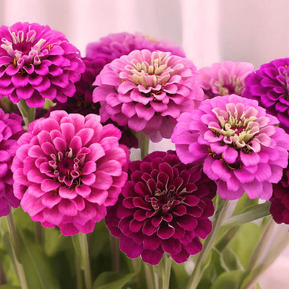 Park's Siesta Mix Zinnia Seeds