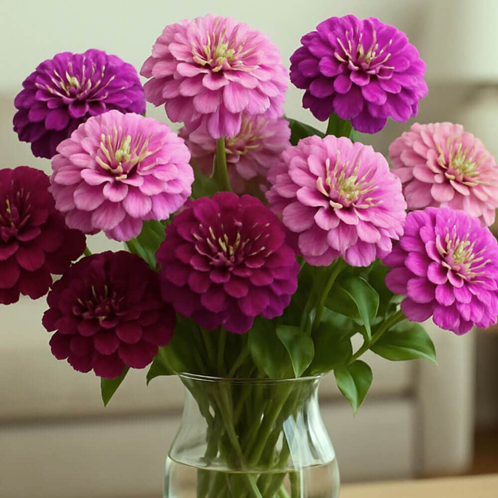 Park's Siesta Mix Zinnia Seeds