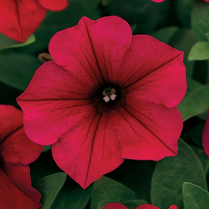 Wave® Carmine Velour Petunia Seeds