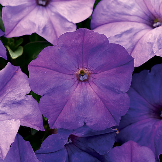 Easy Wave® Lavender Sky Blue Petunia Seeds
