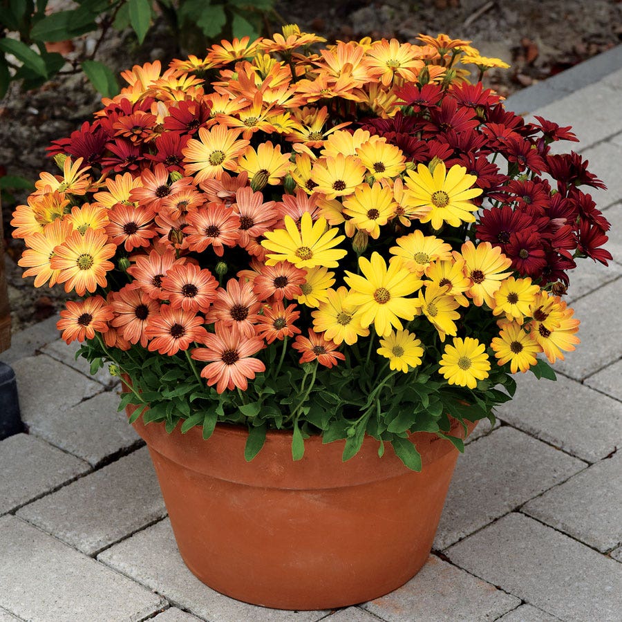 Akila® Sunset Shades Osteospermum Seeds