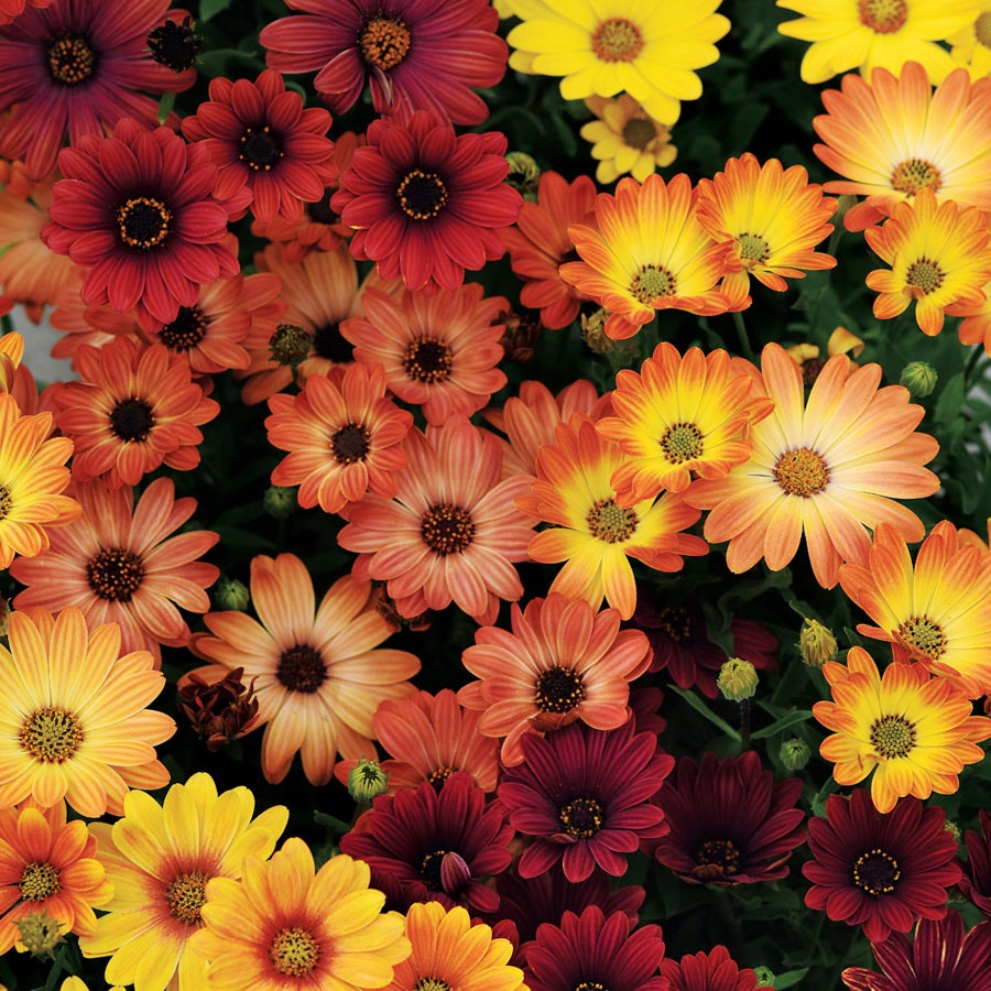 Akila® Sunset Shades Osteospermum Seeds