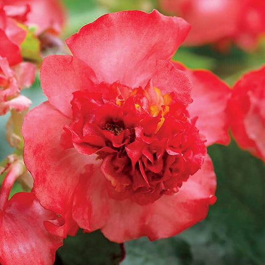 Fiona™ Red Begonia Seeds