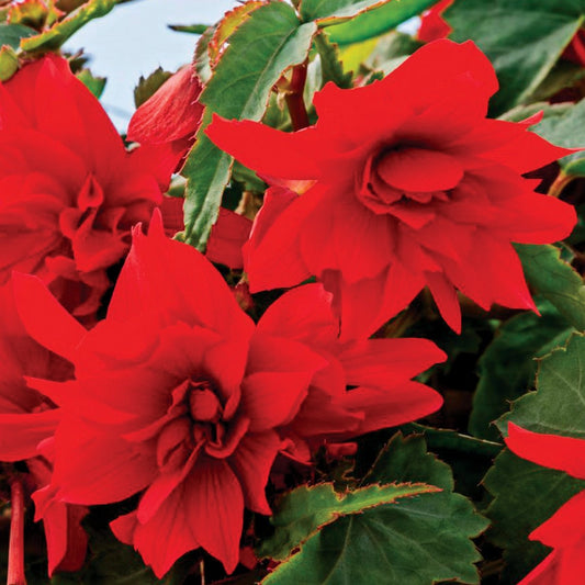 Funky® Scarlet Begonia Seeds