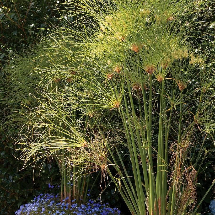 Cyperus papyrus Seeds
