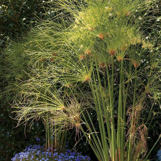 Cyperus papyrus Seeds
