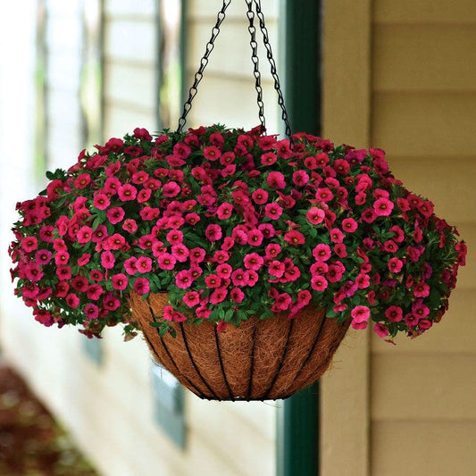 Kabloom® Cherry Calibrachoa Seeds