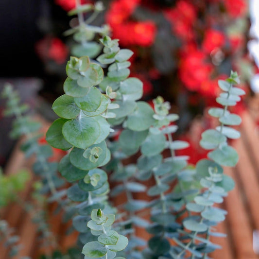 Baby Blue Bouquet Improved Eucalyptus Seeds