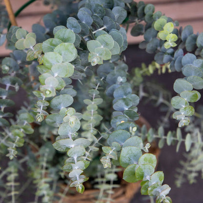 Baby Blue Bouquet Improved Eucalyptus Seeds