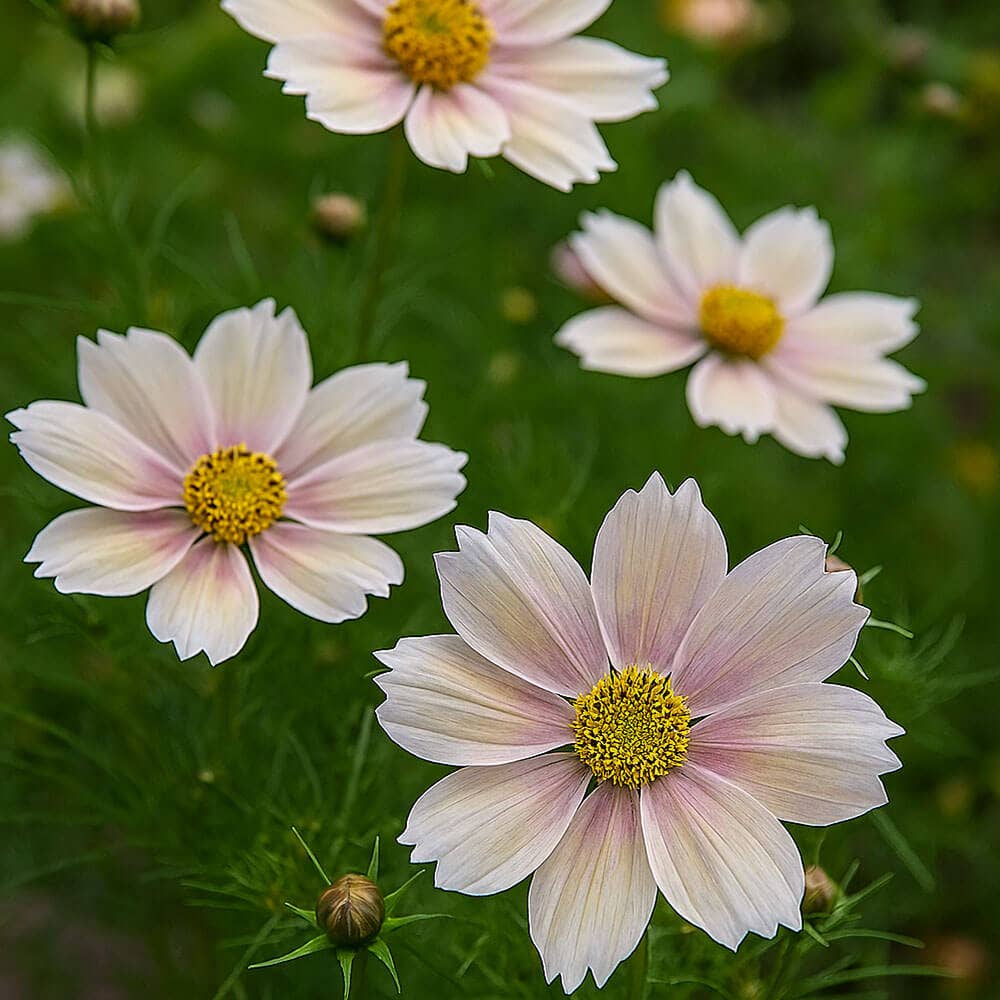 'Apricot Lemonade' Cosmos Seeds