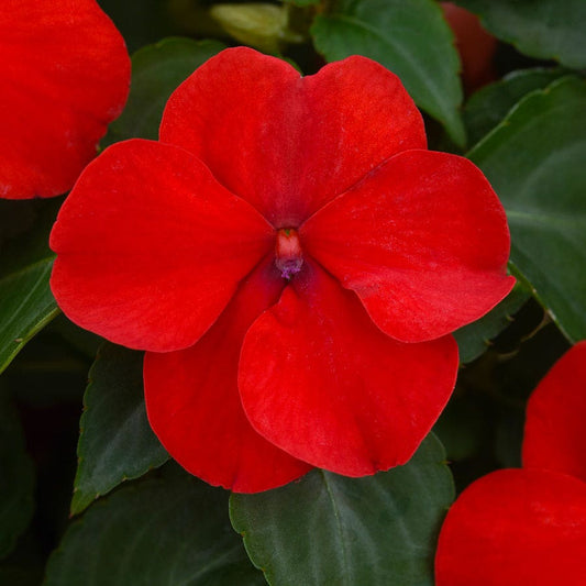 Beacon® Bright Red Hybrid Impatiens Seeds