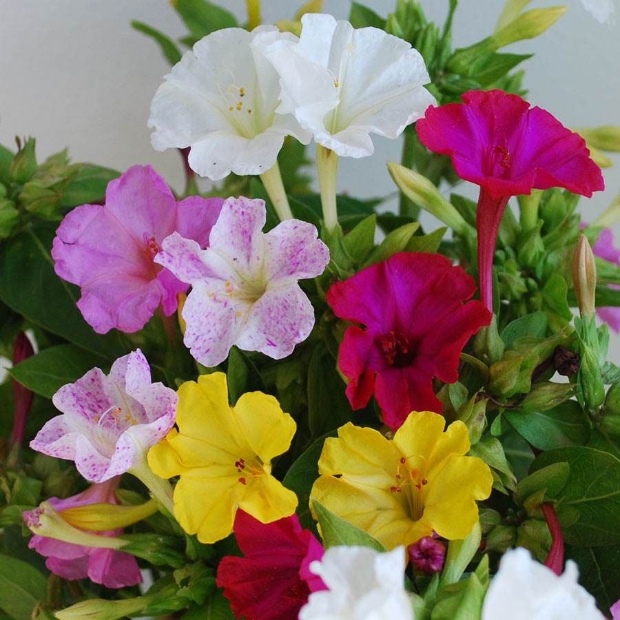 Four O'Clocks Flower Seeds