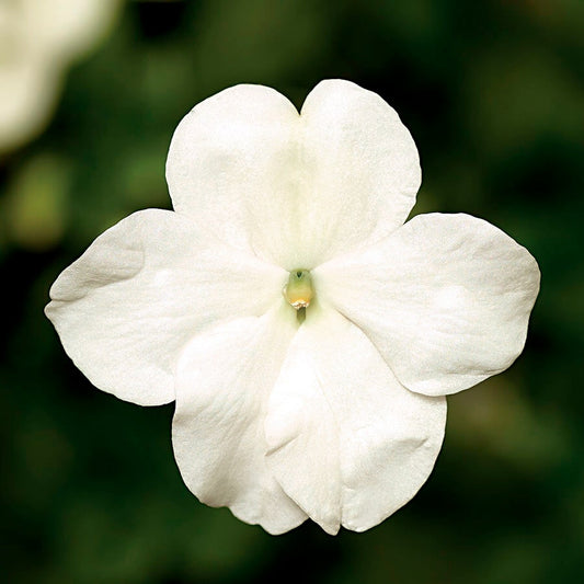 Imara™ XDR White Impatiens Seeds