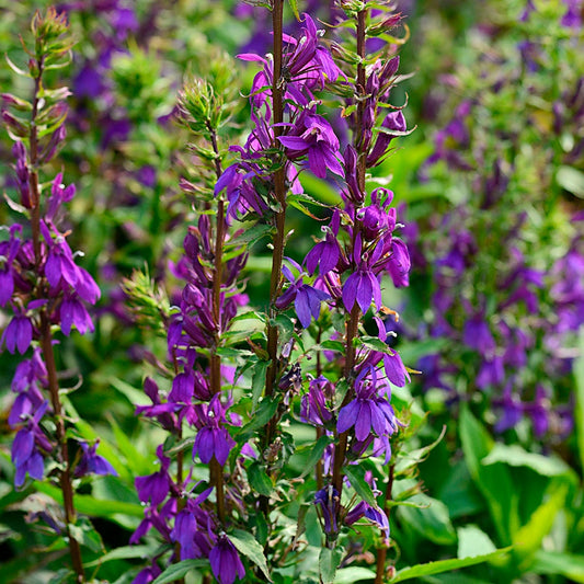 Lobelia Starship Blue Seeds