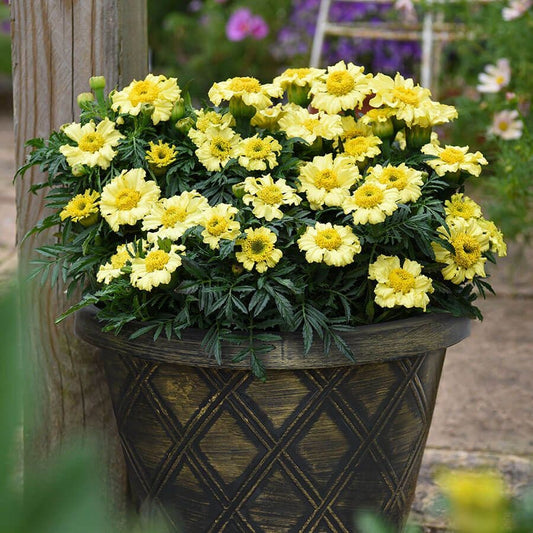 'Daisy Wheel Lemon' Marigold Seeds