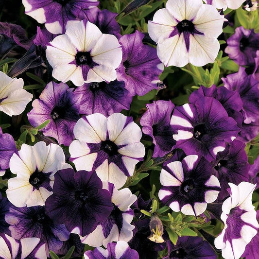 Shock Wave® Tie Dye Purple Petunia Seeds