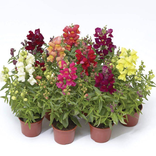 Snaptini™ Mix Dwarf Snapdragon Seeds