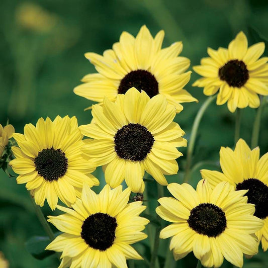 'Soluna Lemon' Sunflower Seeds