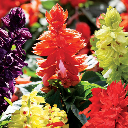 Hotline Improved Mix Salvia Seeds