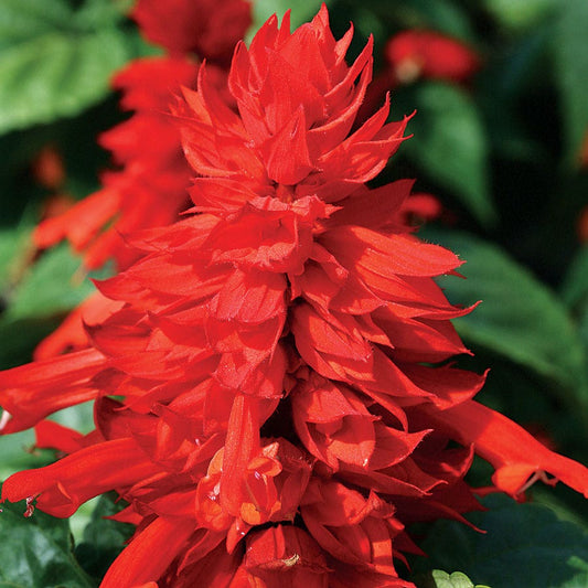 Hotline Improved Red Salvia Seeds