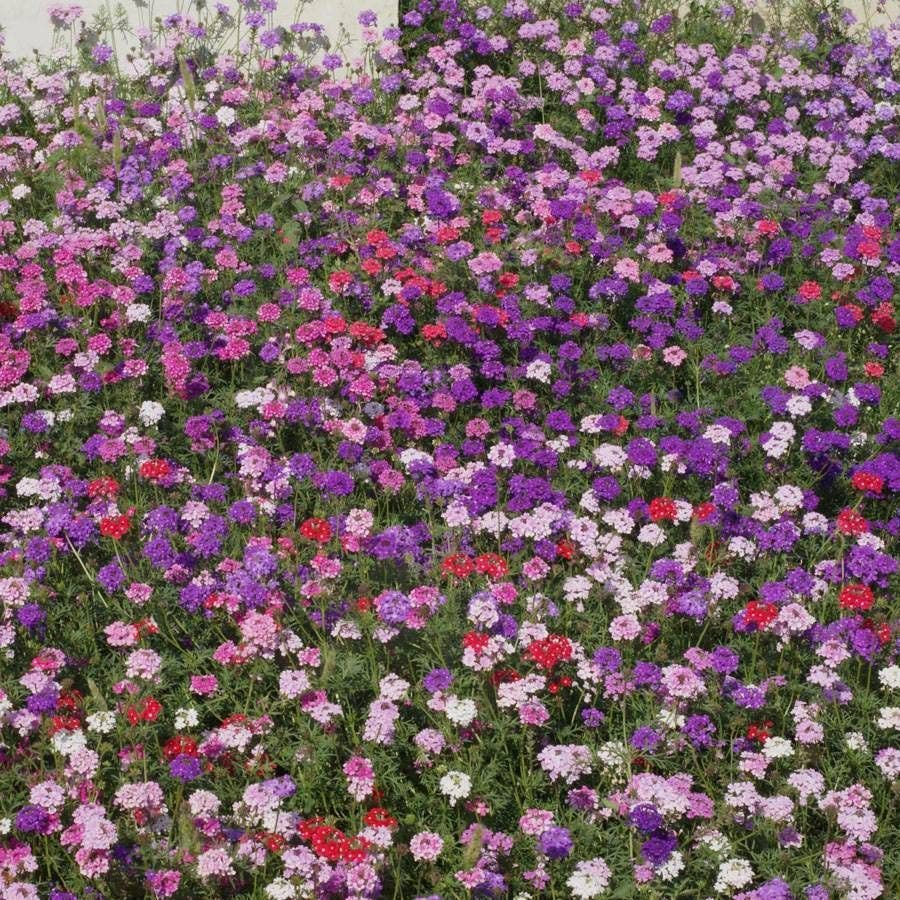 Mixed Colors Moss Verbena Seeds