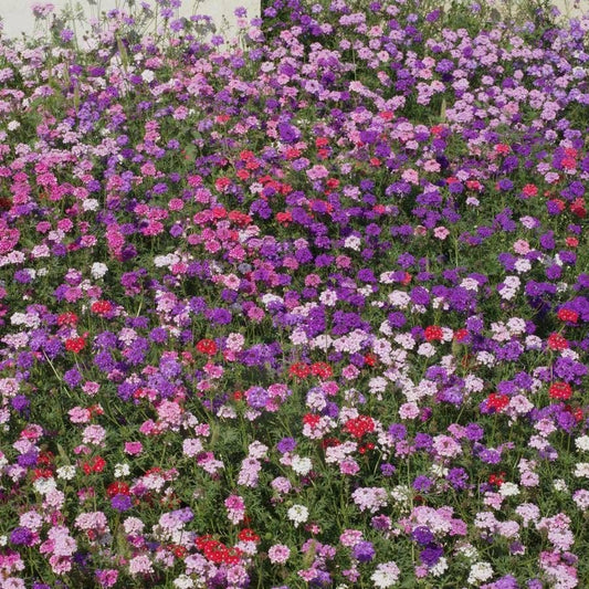 Mixed Colors Moss Verbena Seeds