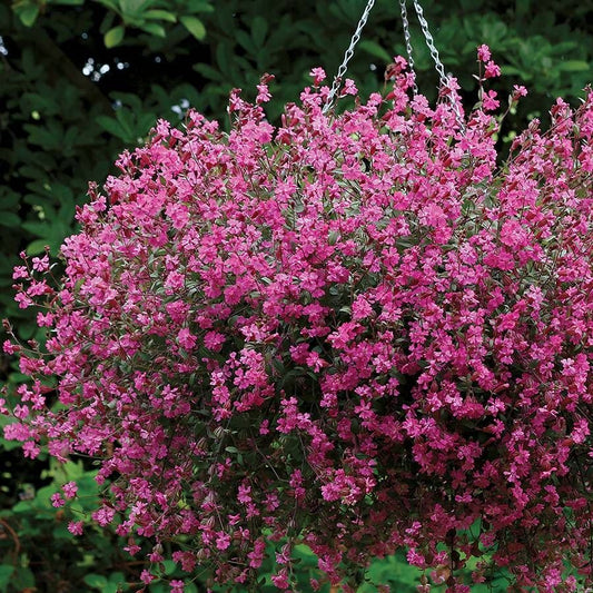Silene Sibella Carmine Seeds