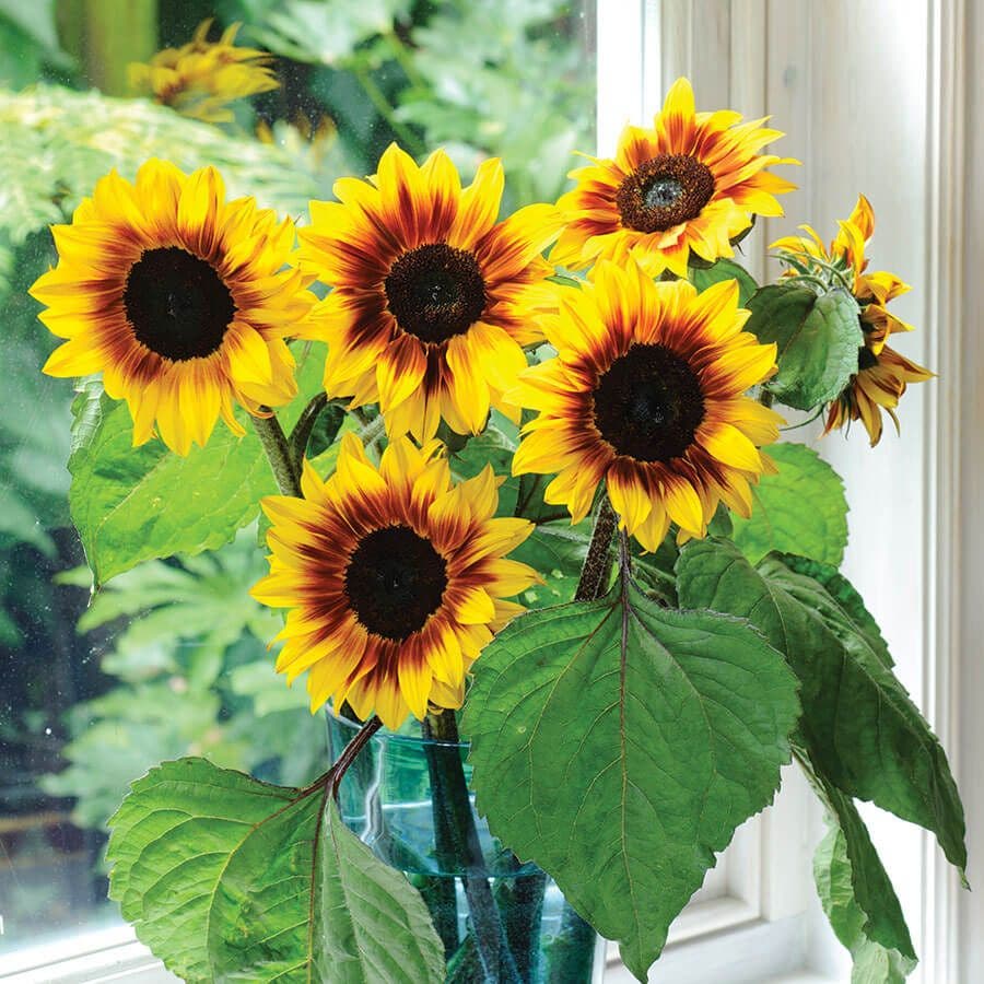 'Helios Flame' Hybrid Sunflower Seeds