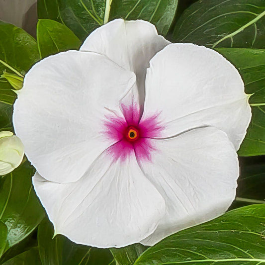 Cora® XDR Polka Dot Vinca Seeds