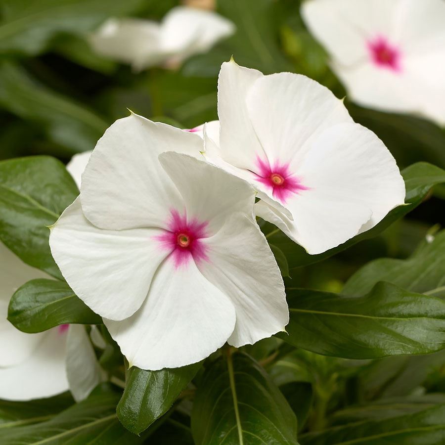 Cora® XDR Polka Dot Vinca Seeds