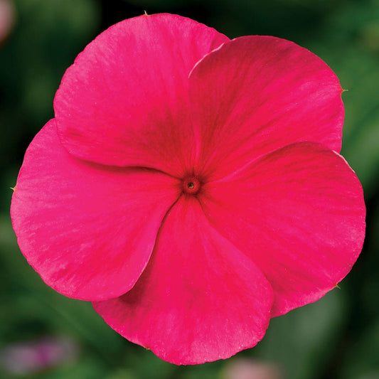 Cora® XDR Punch Vinca Seeds