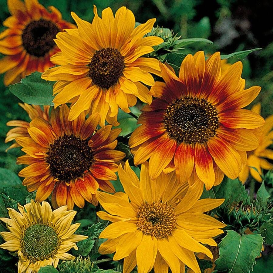 'Autumn Time' Sunflower Seeds