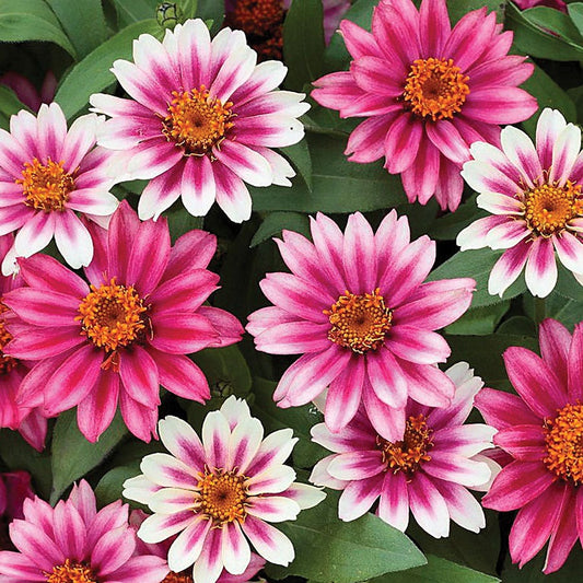 Profusion Cherry Bicolor Zinnia Seeds
