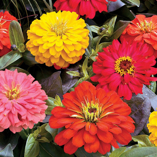 Short Stuff™ Fire Mix Zinnia Seeds