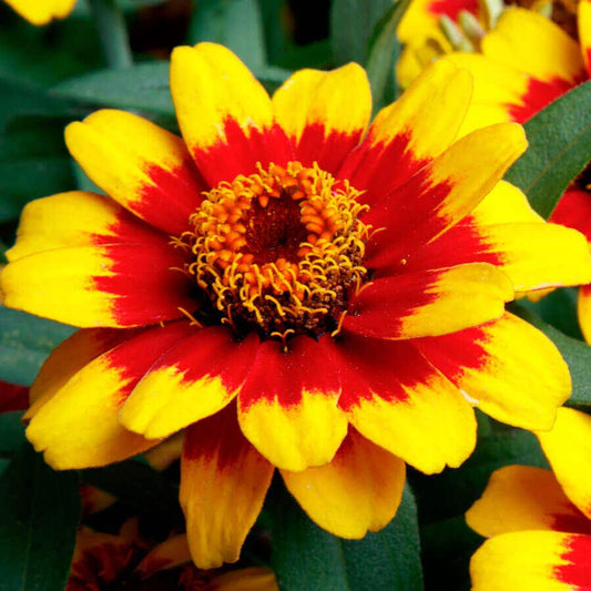 Profusion Red Yellow Bicolor Zinnia Seeds