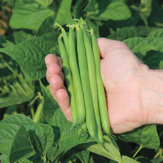 Cabot Garden Bean Seeds