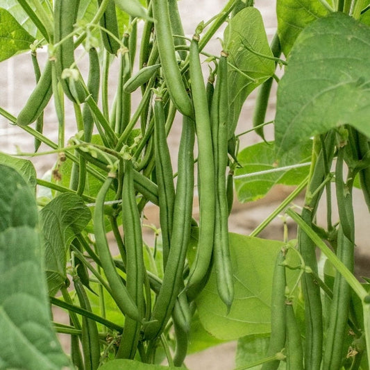 Seychelles Garden Bean Seeds