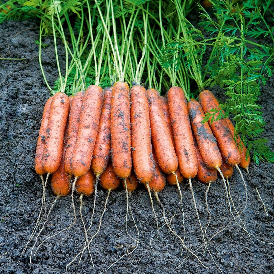 Mini Adelaide Hybrid Carrot Seeds