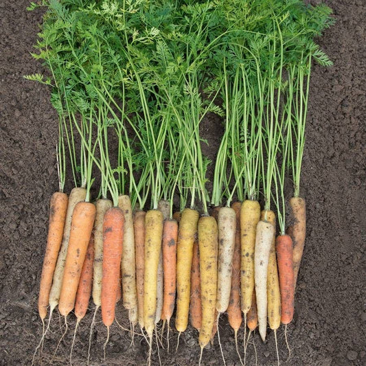 Rainbow Hybrid Carrot Seeds