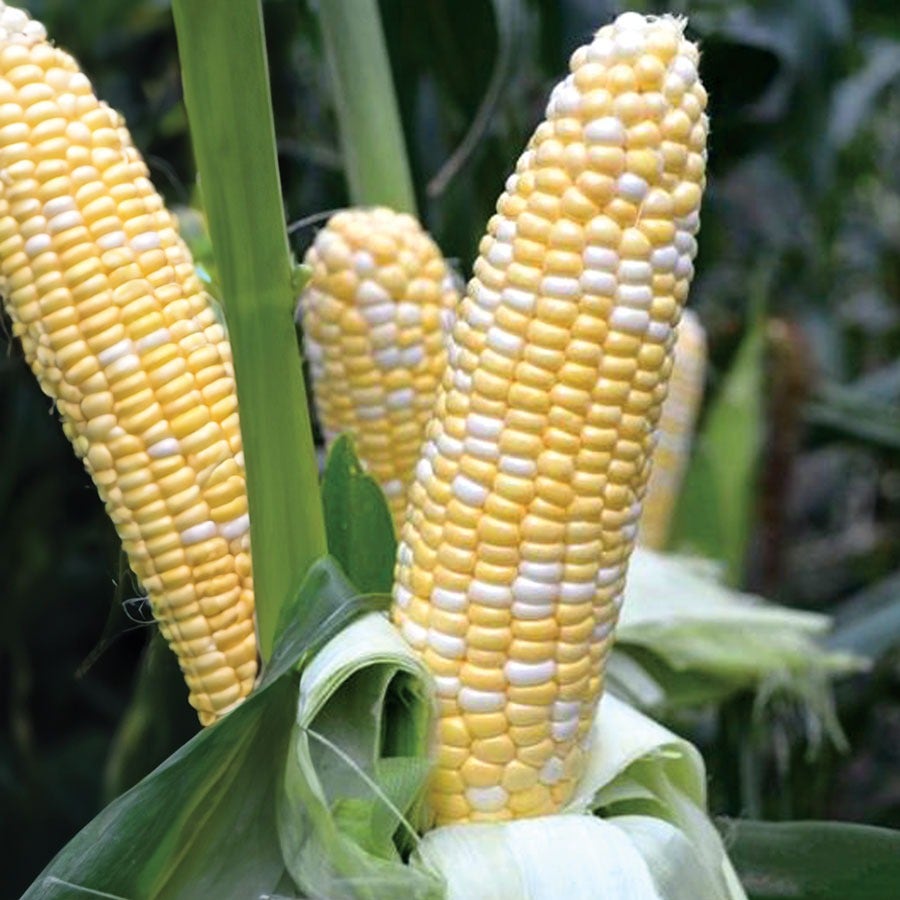 American Dream Sweet Corn Seeds