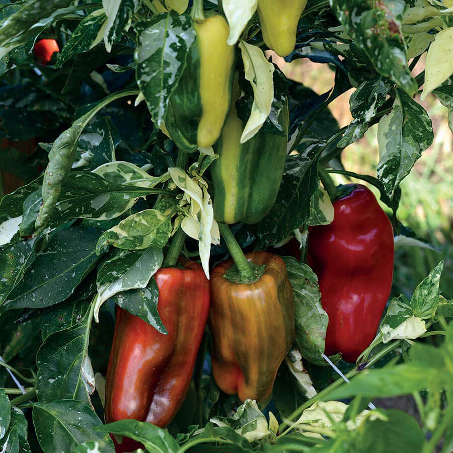 Candy Cane Red Pepper Seeds