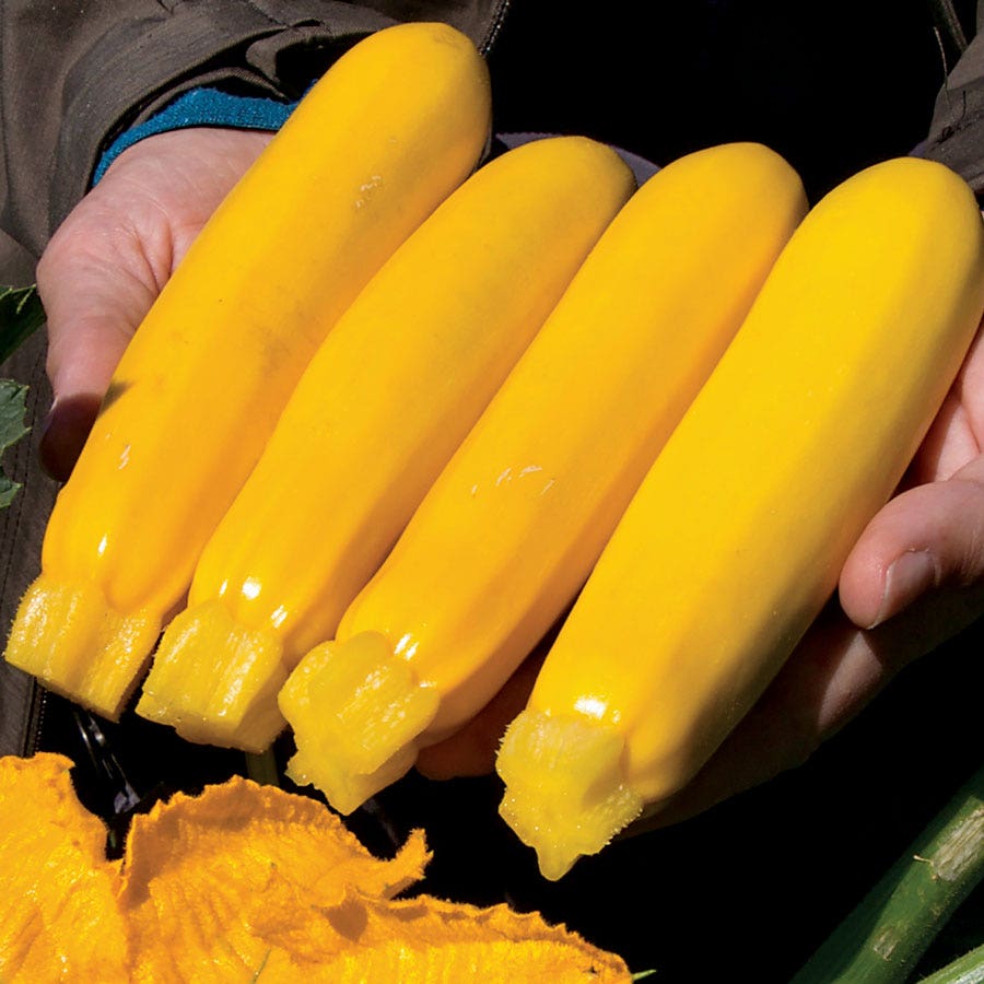 Yellowfin Organic Hybrid Squash Seeds
