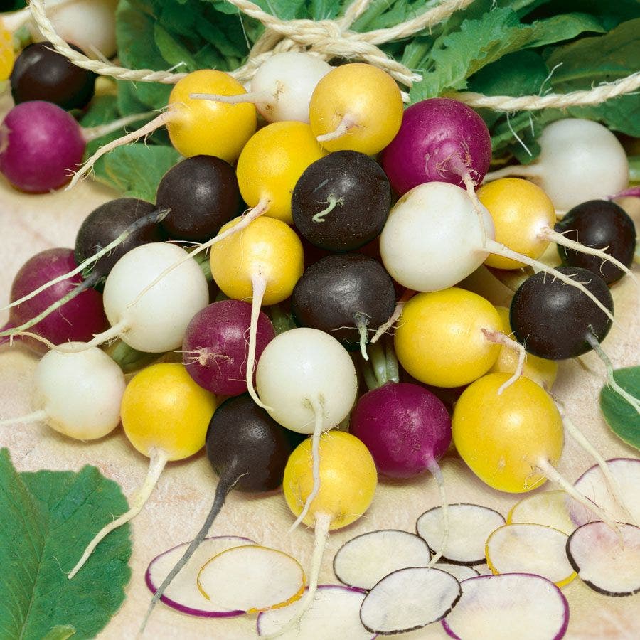 Halloween Blend Radish Seeds