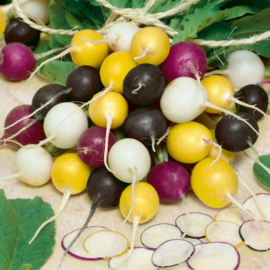 Halloween Blend Radish Seeds