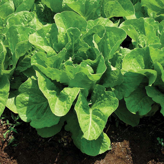Super Jericho Lettuce Seeds