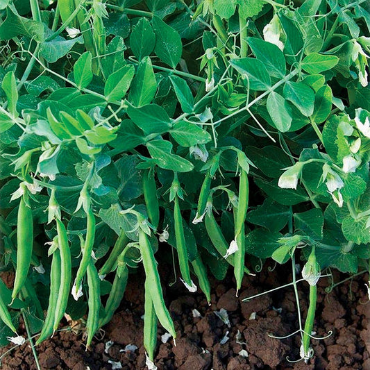 Snak Hero Snap Pea Seeds