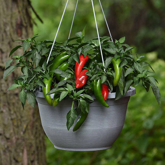 Pot-a-Peño Pepper Seeds