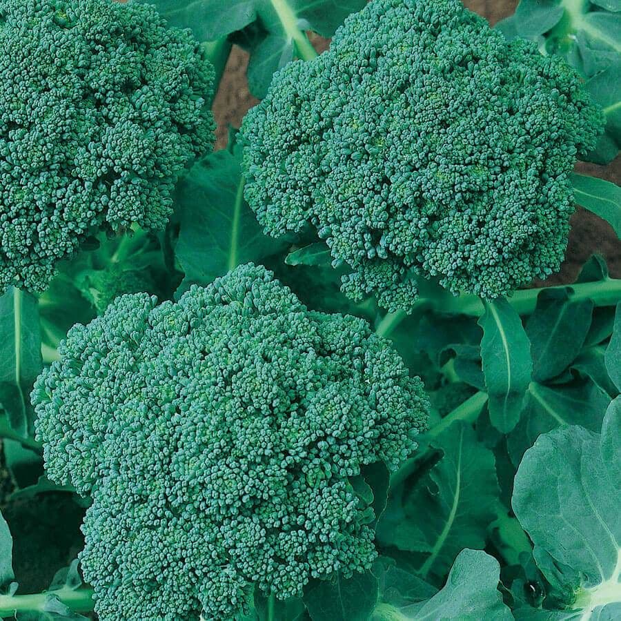 HSC Heirloom Broccoli Seeds – NON-GMO, Open-Pollinated, USA Garden Seeds